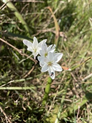 Ixia orientalis