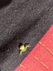 Thomisidae