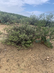 Larrea tridentata