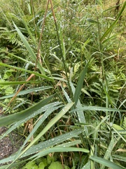 Phalaris arundinacea