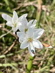 Ixia orientalis