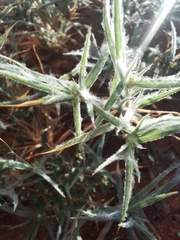 Munroa squarrosa