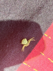 Thomisidae