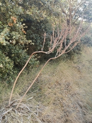Asphodelus