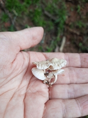 Marasmiellus candidus