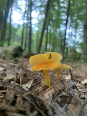 Hygrocybe acutoconica