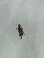 Oedaleus decorus