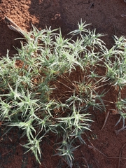 Munroa squarrosa