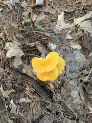 Hygrocybe acutoconica