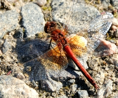 Sympetrum flaveolum