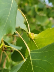 Pemphigus populicaulis