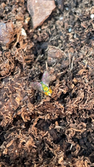 Condylostylus caudatus