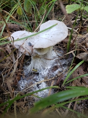 Fungi