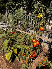 Solanum lycopersicum