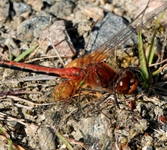 Sympetrum flaveolum
