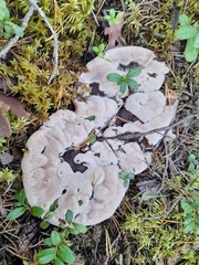 Hydnellum peckii