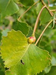 Pemphigus populicaulis