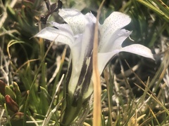Gentiana newberryi