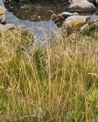 Agrostis capillaris