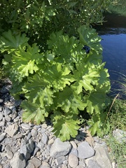 Darmera peltata