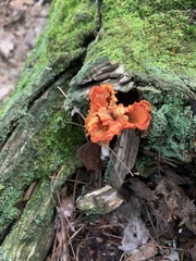 Cantharellus cinnabarinus