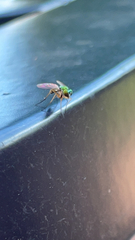 Condylostylus caudatus