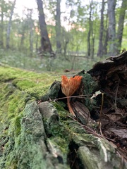 Cantharellus cinnabarinus