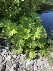 Darmera peltata