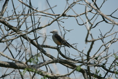 Tyrannus forficatus