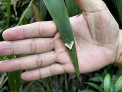 Sameodes cancellalis