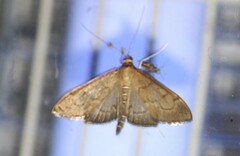 Anania fuscalis
