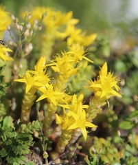 Sedum acre
