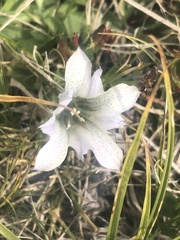 Gentiana newberryi