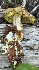 Buchwaldoboletus lignicola