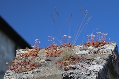 Sedum album