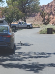 Geococcyx californianus