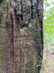 Leiobunum