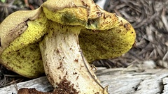 Buchwaldoboletus lignicola