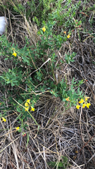 Lotus corniculatus