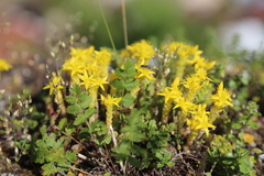 Sedum acre