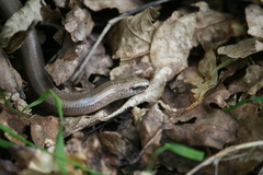 Anguis fragilis