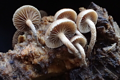 Deconica