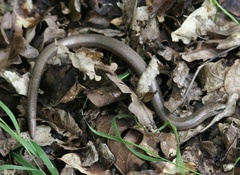 Anguis fragilis