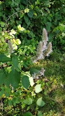 Agastache scrophulariifolia