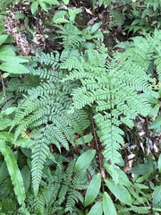 Dryopteris formosana