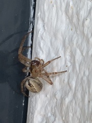 Zygiella x-notata