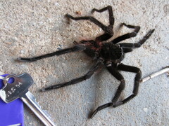 Sericopelma