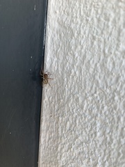 Zygiella x-notata