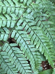 Dryopteris formosana