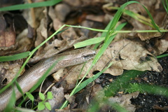 Anguis fragilis